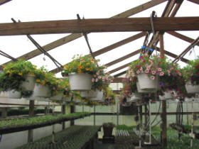 hanging baskets Getting Started